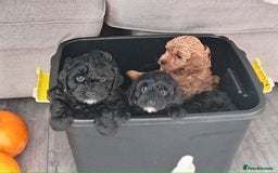 Cockapoo dogs for sale: Fb1 cockapoos puppies - Image 19