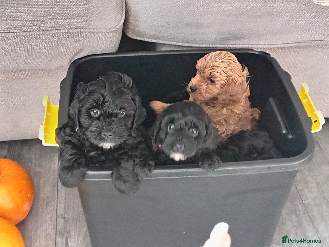 Cockapoo dogs for sale: Fb1 cockapoos puppies - Image 19