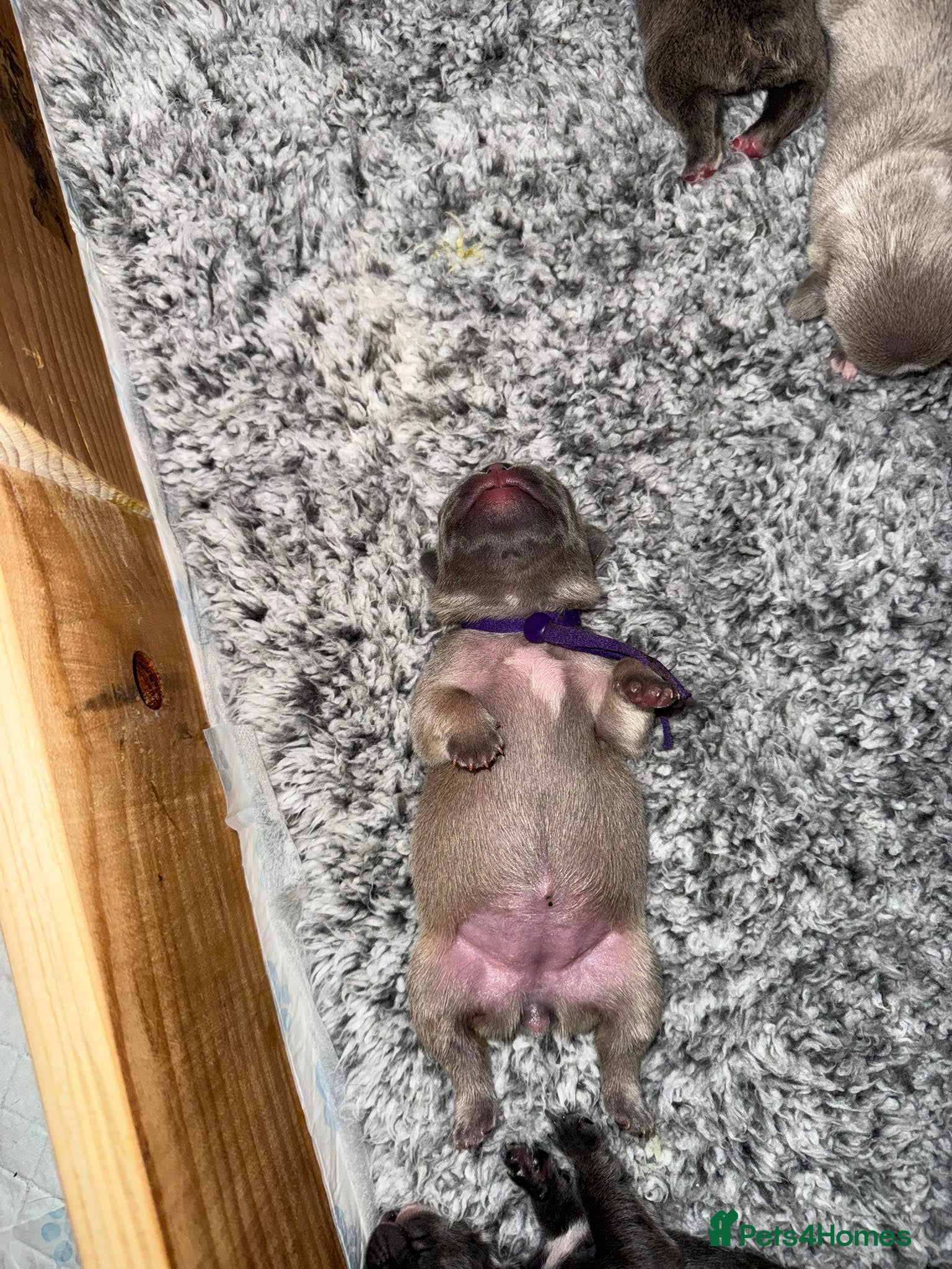 French Bulldog dogs Frenchies for sale - Advert 2