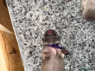 French Bulldog dogs Frenchies for sale - Advert 2