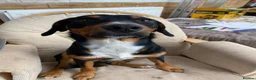 Mixed Breed dogs for sale: Milo kelpie spaniel mix - Advert 5