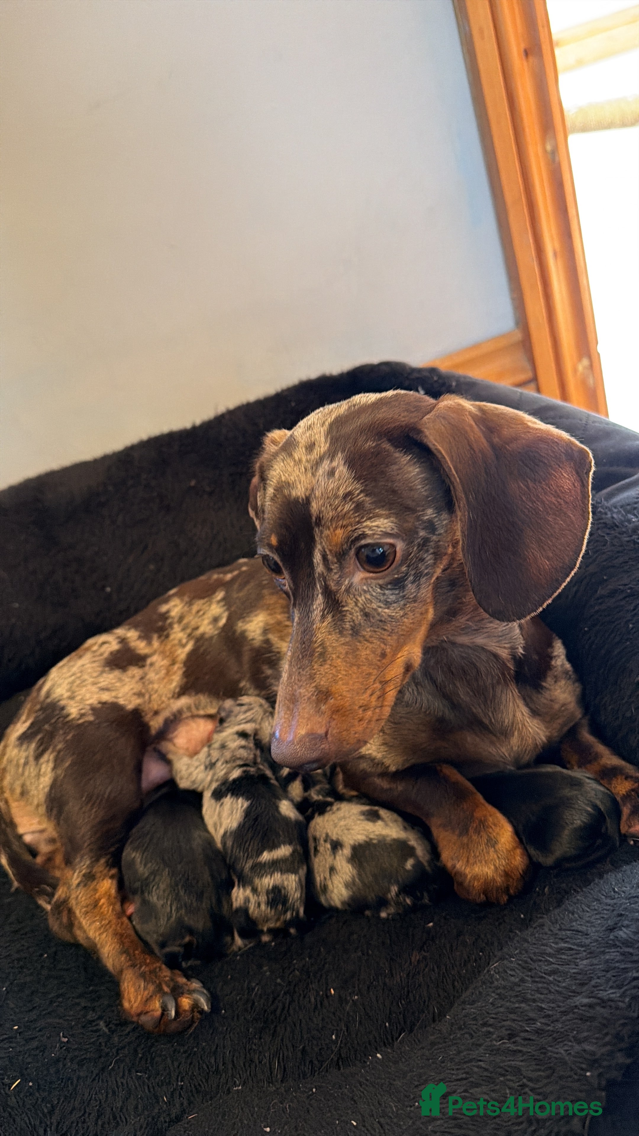 Miniature Dachshund dogs Miniature dachshunds - Advert 1