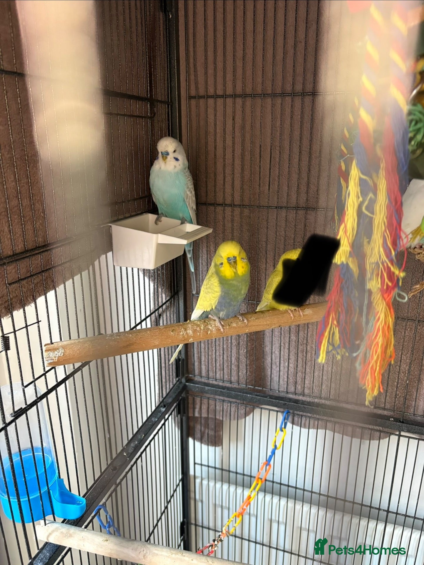 Budgerigars birds Baby budgies and baby finches  - Advert 16