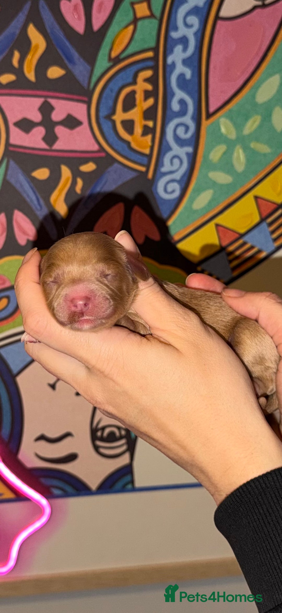 Cavapoo dogs for sale: 🐶 Beautiful Cavapoo Puppies – Ready 3rd March - Advert 4