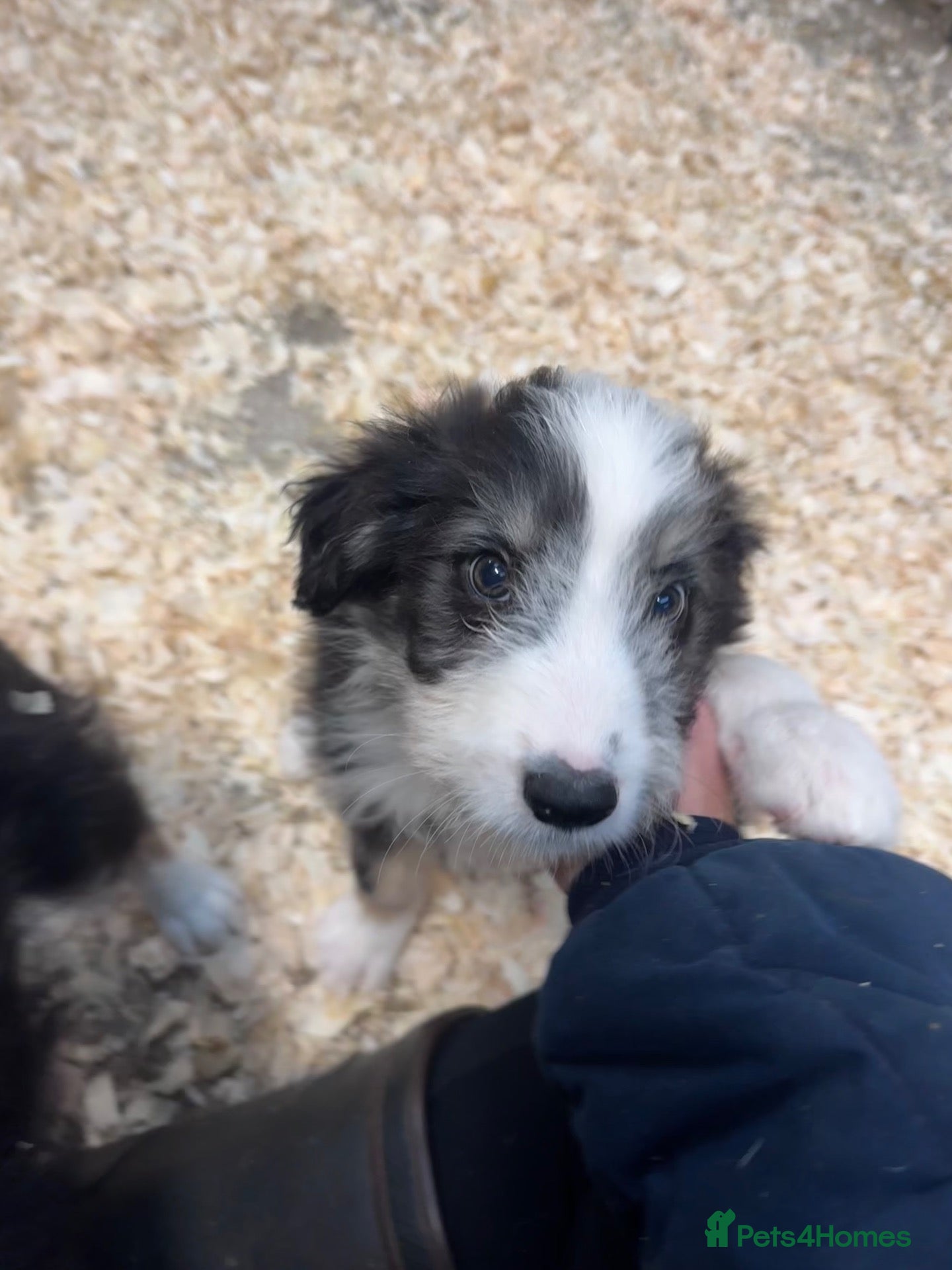 Mixed Breed dogs Bearded x Border Puppies - Advert 15