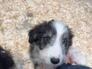 Mixed Breed dogs Bearded x Border Puppies - Advert 15
