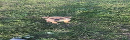 Presa Canario dogs for sale: Female presa 14 weeks in Faversham - Advert 2