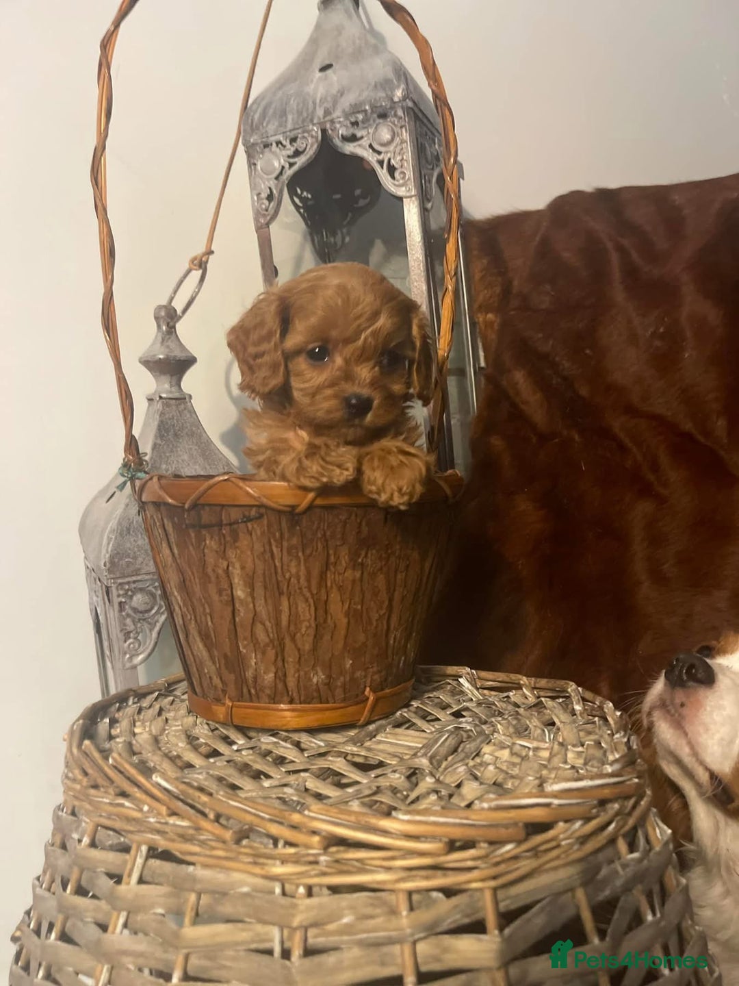 Cavapoo dogs for sale: Quality F1 Red Cavapoo Puppies (2 boys 2 girls) - Image 4