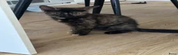British Shorthair cats for sale: Kittens for sale  - Advert 24
