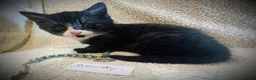 Persian cats for sale: 5 beautiful fluffy Persian crosses.  - Advert 9