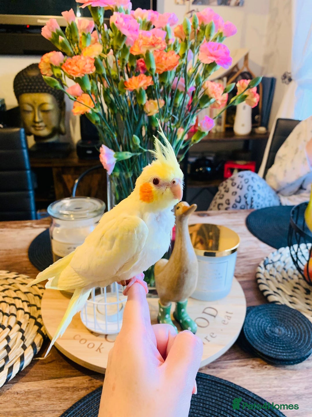 Cockatiels birds for sale: Breeding pair of Cockatiels - Image 3