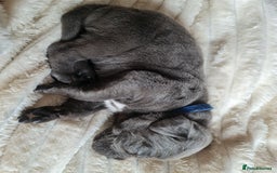 Cane Corso dogs for sale: Cane corso puppies  - Image 23