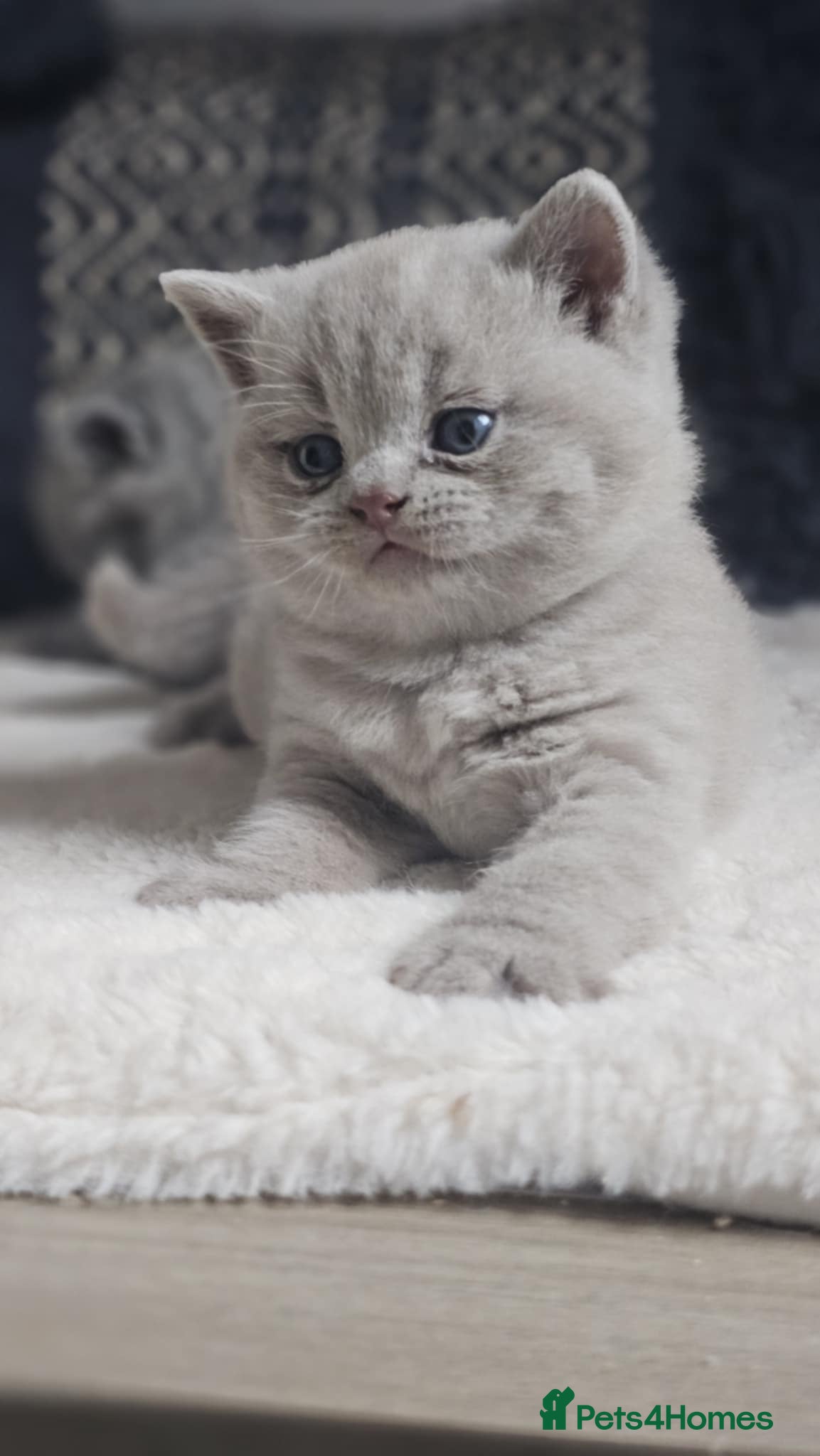 British Shorthair cats High-Quality British Shorthair Kittens GCCF🐾 - Advert 4