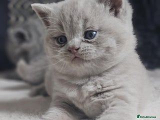 British Shorthair cats High-Quality British Shorthair Kittens GCCF🐾 - Advert 5