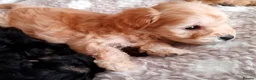 Schnoodle dogs for sale: Adorable schnoodle puppies  - Advert 6