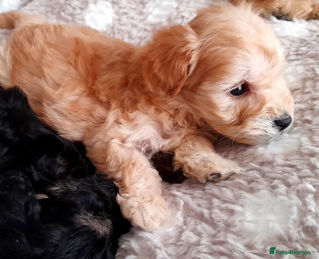 Schnoodle dogs for sale: Adorable Schnoodle puppies (ONLY TWO AVAILABLE) - Advert 14