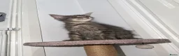 Maine Coon cats for sale: 1 left TICA Registered Maine Coon Kittens - Advert 12