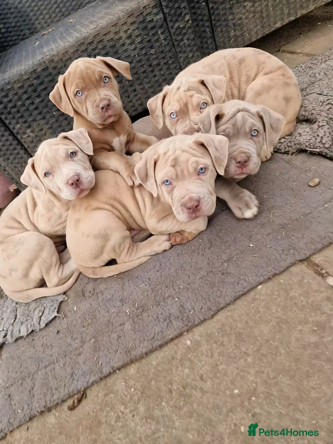 Mastiff dogs for sale: Stunning mastiff puppies - Advert 1