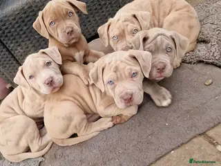 Mastiff dogs Stunning mastiff puppies - Advert 1