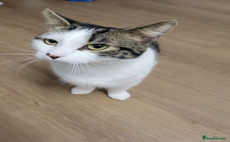 Domestic Shorthair cats Leo male cat for rehoming - Advert 18
