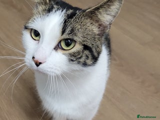 Domestic Shorthair cats Leo male cat for rehoming - Advert 10