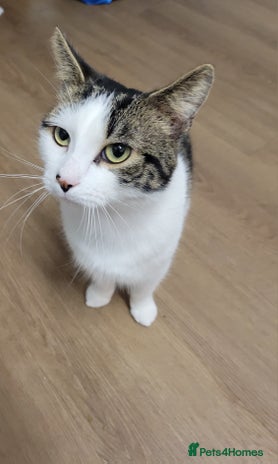 Domestic Shorthair cats Leo male cat for rehoming - Advert 18