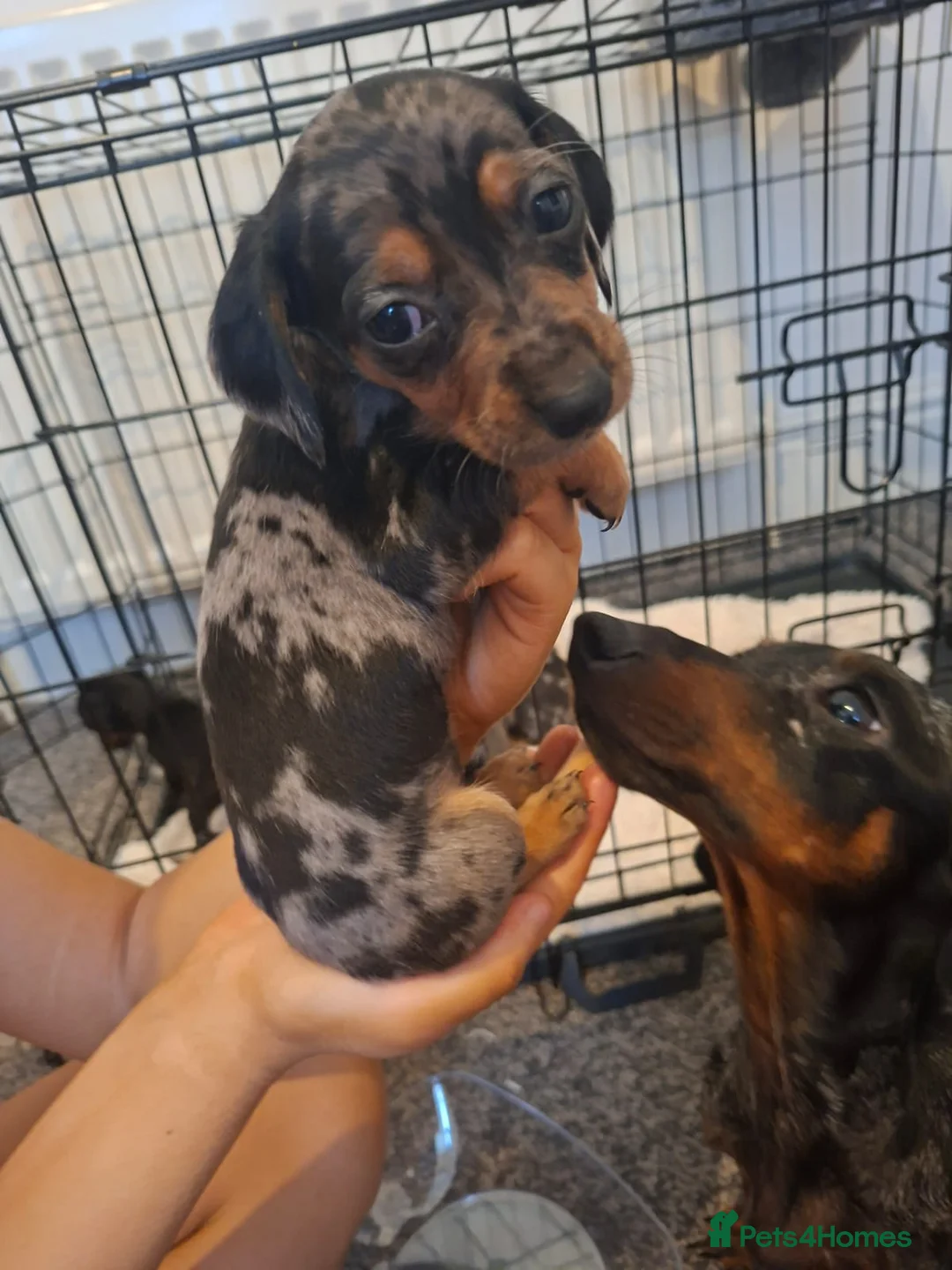 Miniature Dachshund dogs for sale: Miniature dachshund 5 left  - Advert 5