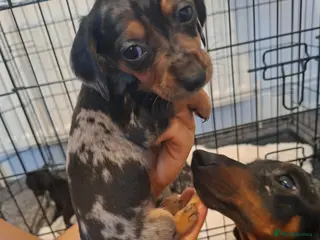 Miniature Dachshund dogs Miniature dachshund 5 left - Advert 2
