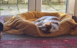 Brittany Spaniel dogs for adoption: Cronos a wonderful Brittany - Advert 13