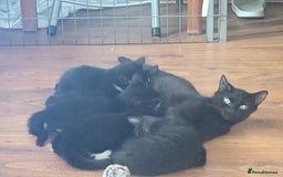 British Shorthair cats for sale: Shorthaired kittens  - Image 9