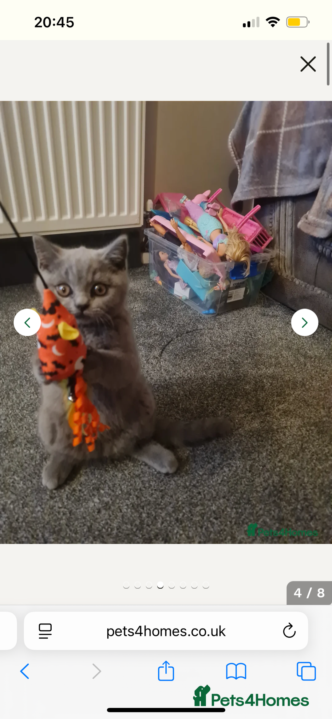 British Shorthair cats for sale: British Blue Kitten Looking for a Loving Home - Image 4