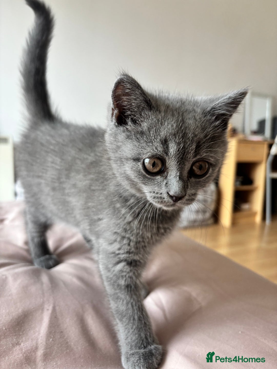 Scottish Fold cats for sale: Grey Scottish Fold  - Image 5