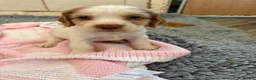 Cocker Spaniel dogs for sale: Cocker spaniel puppies from health tested parents  - Advert 12