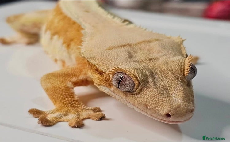 Gecko reptiles - Advert 1