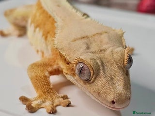 Gecko reptiles - Advert 1