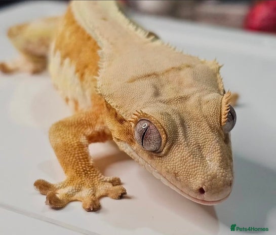 Gecko reptiles - Advert 1