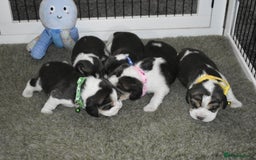 Beagle dogs for sale: Beautiful KC Beagle Puppies – DNA Health Tested  - Image 19