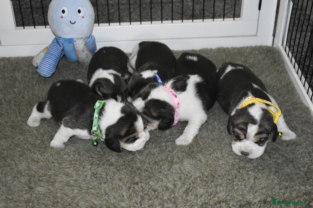 Beagle dogs for sale: Beautiful KC Beagle Puppies – DNA Health Tested  - Image 19