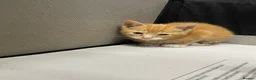 Mixed Breed cats for sale: KITTENS FOR SALE - Advert 16