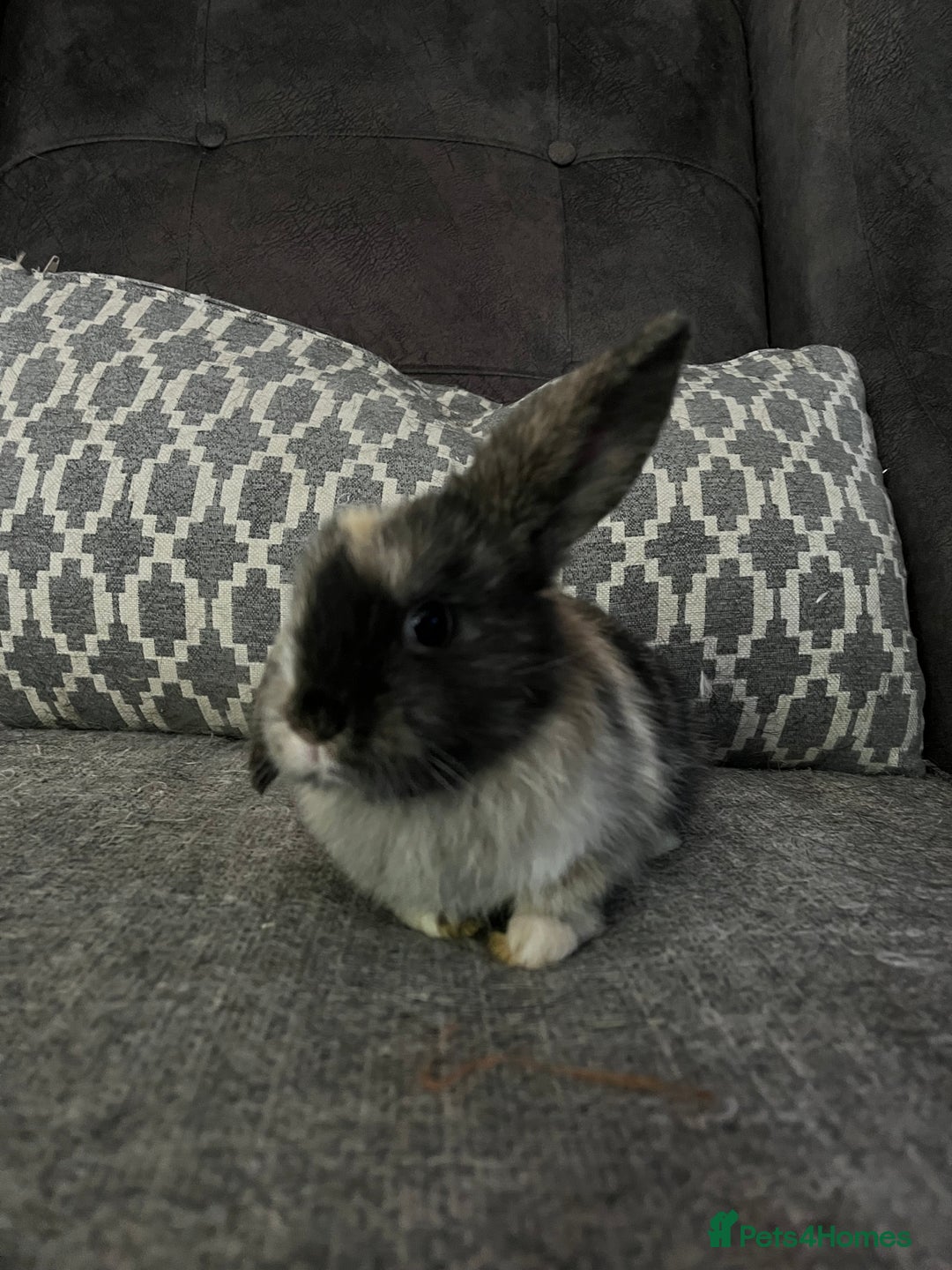 Mini Lop rabbits for sale: Mini lop baby bunnies - Image 7