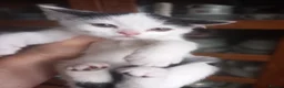 Mixed Breed cats for sale: Persian mix and Persian kittens in London - Advert 1