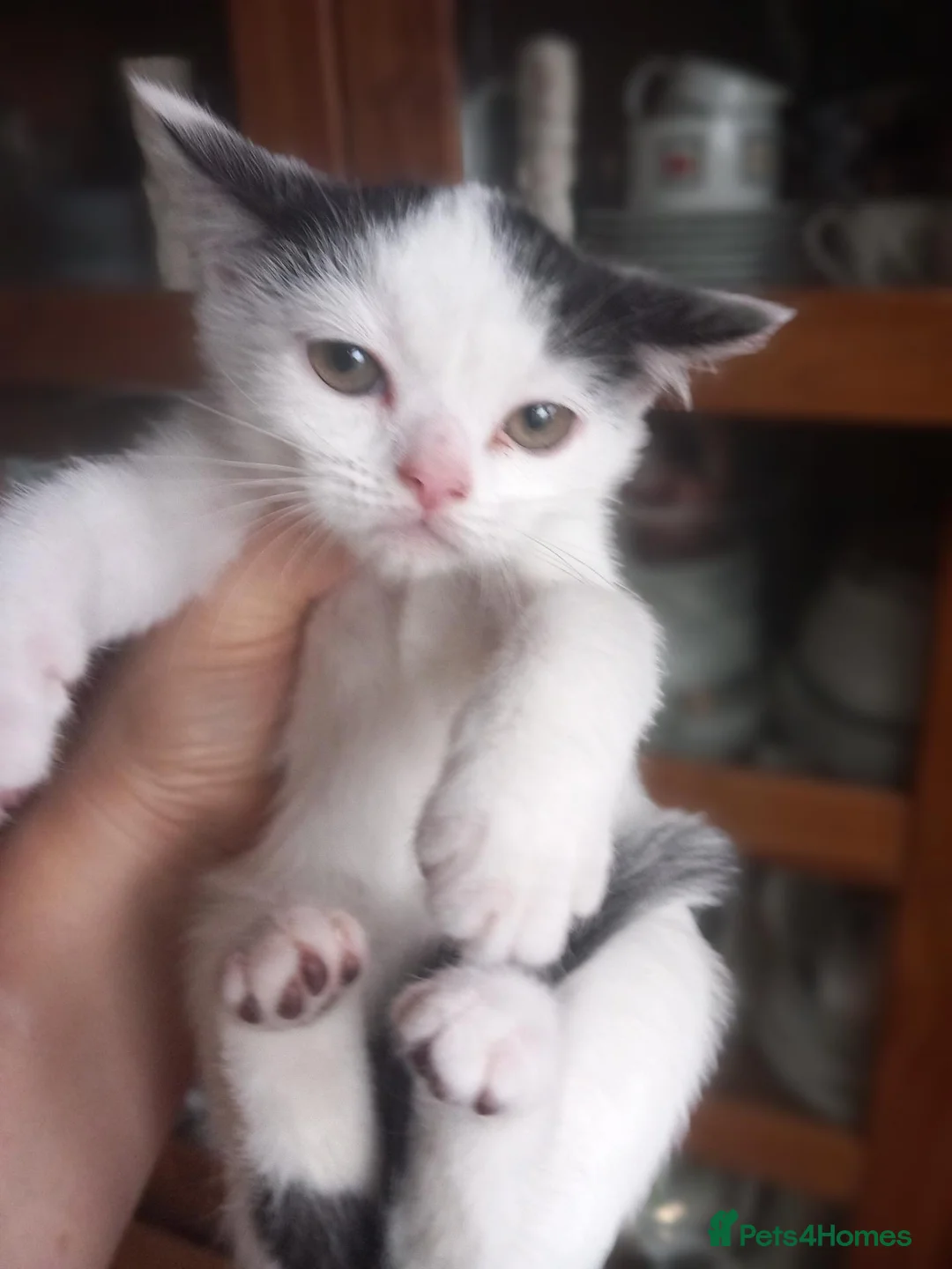 Mixed Breed cats for sale: Persian mix and Persian kittens in London - Advert 1
