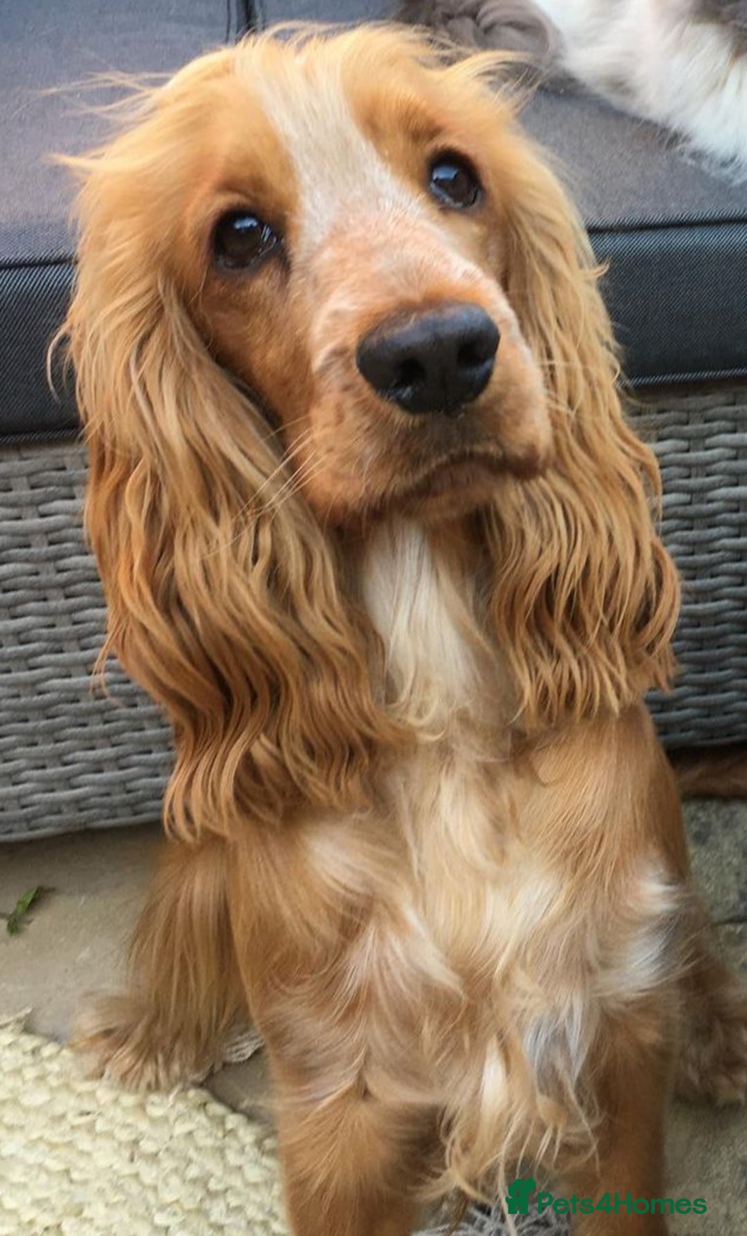 Cocker Spaniel dogs for sale: Cocker Spaniel Puppies  - Image 11