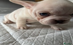 French Bulldog dogs for sale:  French bulldogs  - Advert 34