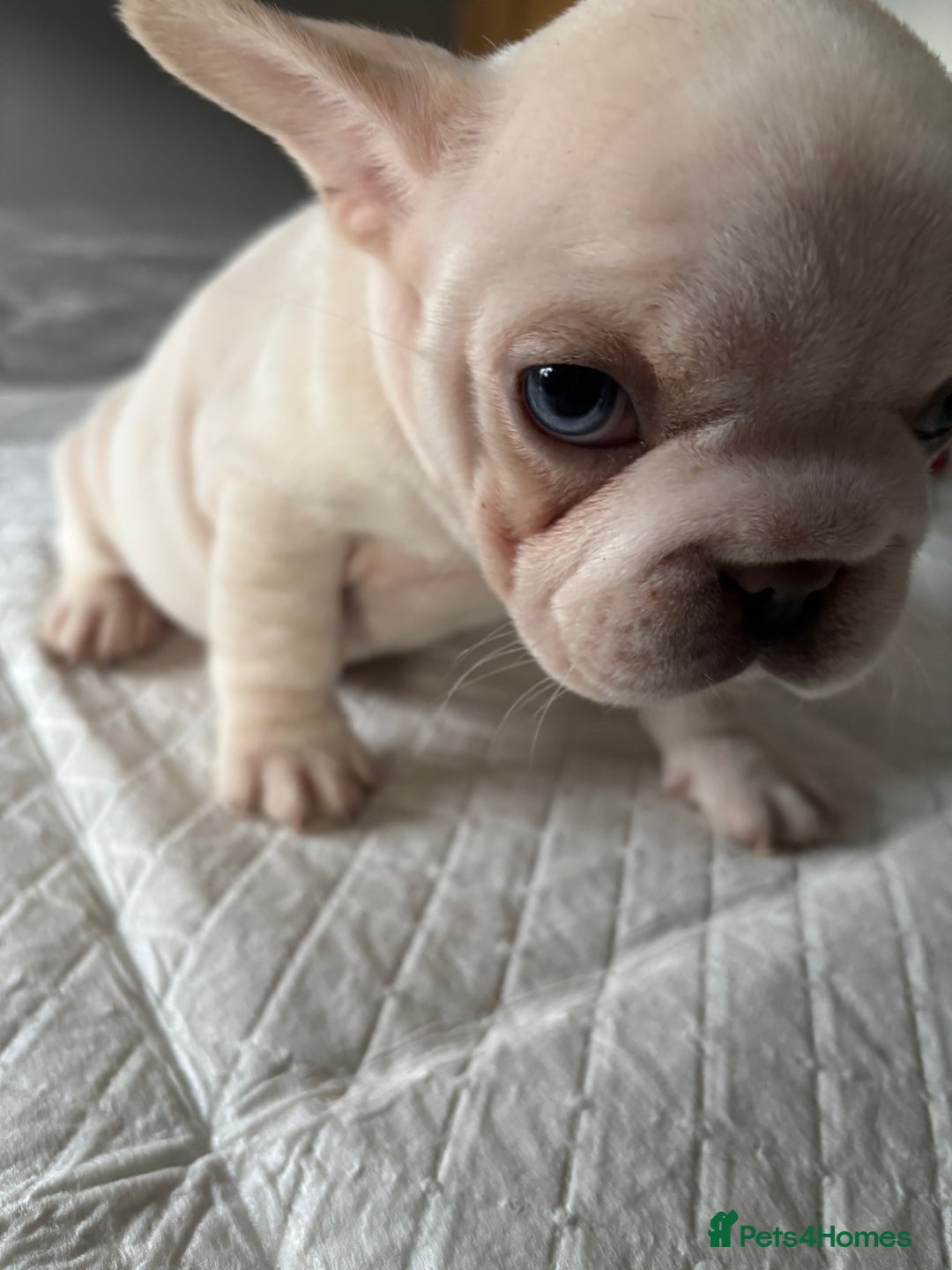 French Bulldog dogs for sale:  French bulldogs  - Advert 34