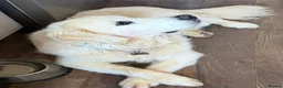 Golden Retriever dogs for sale: KC reg fully health tested 1 year old male  - Advert 2
