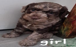 Cockapoo dogs for sale: 4 beautiful and bold miniature cockapoo (f2) pups. - Image 1