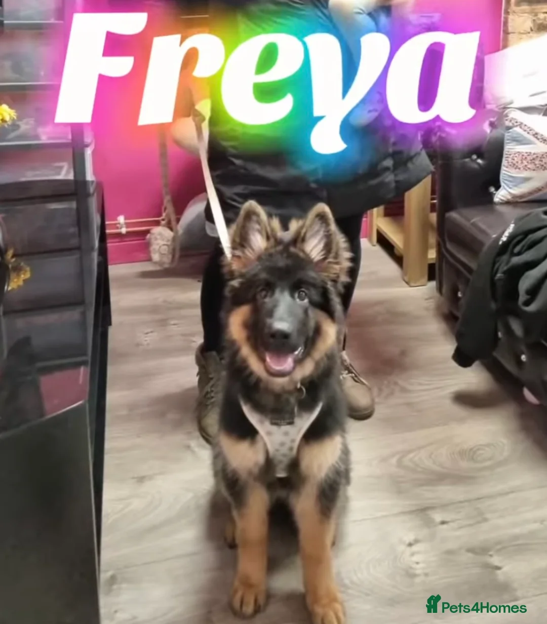 German Shepherd dogs for sale: 7 month old female GSD - Advert 11