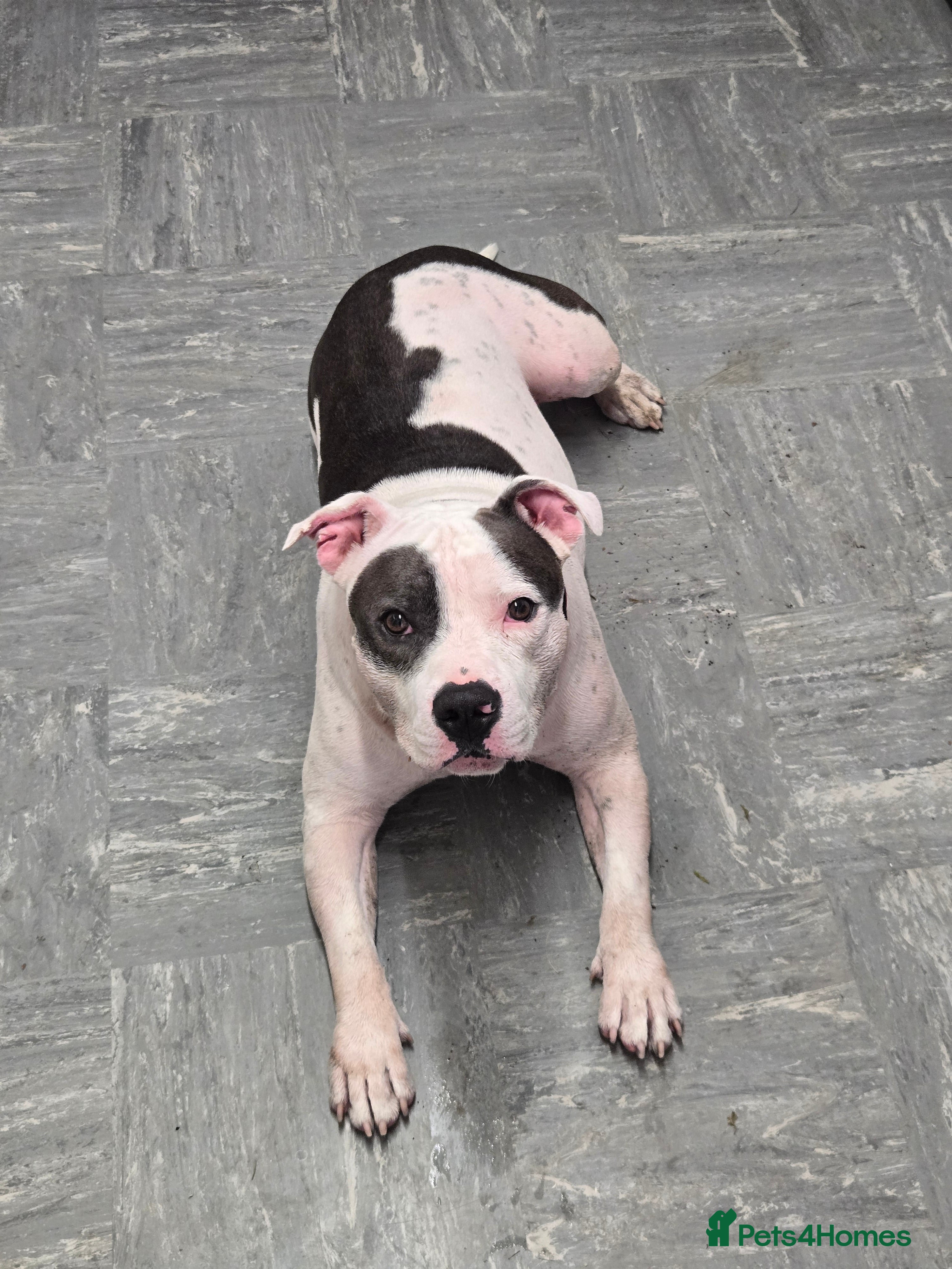 Staffordshire Bull Terrier dogs Looking for girl to breed  - Advert 1