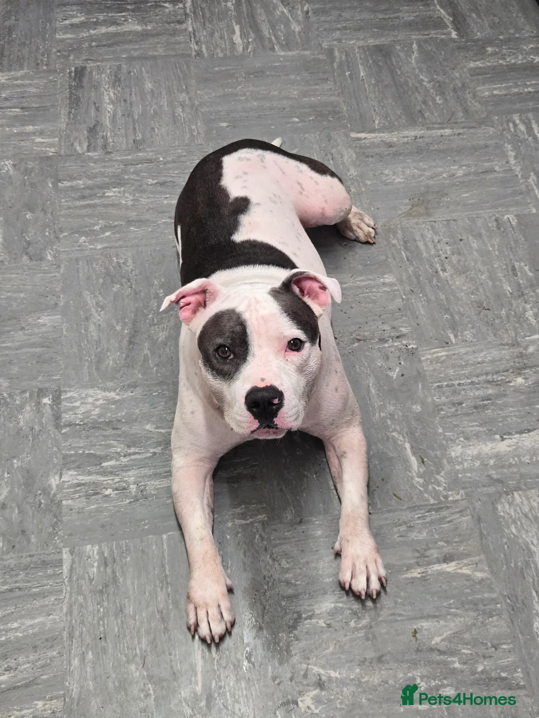 Staffordshire Bull Terrier dogs for stud: Looking for girl to breed  - Advert 1